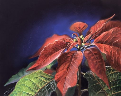 Red Poinsettia