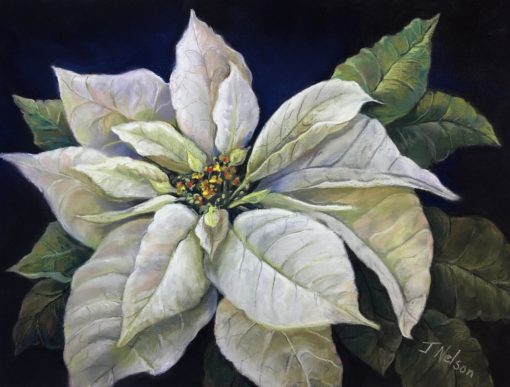 White Poinsettia